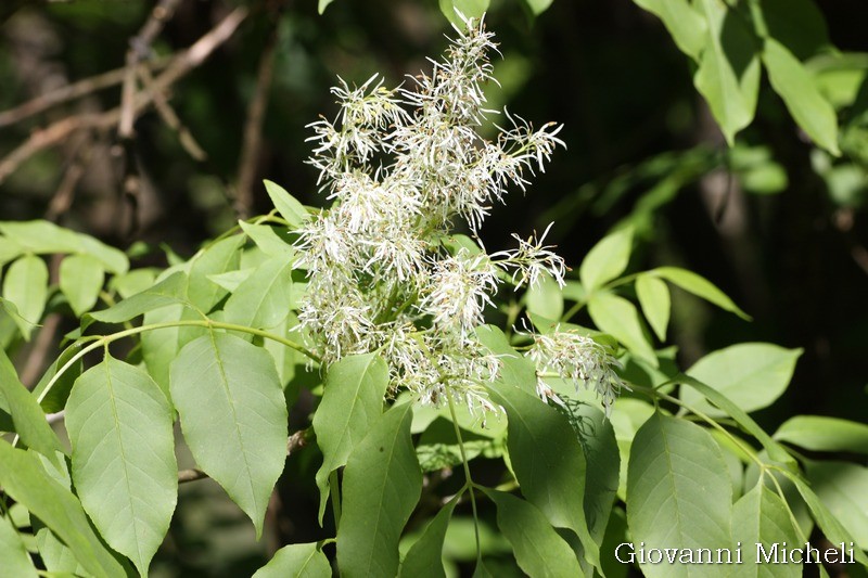 Fraxinus ornus, Orniello